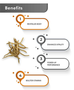 Chlorophytum borivilianum root powder close-up