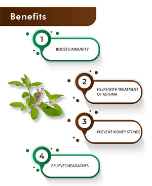 H&C Natural Tulsi Leaves Powder for immunity