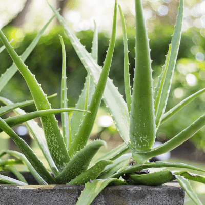 Aloe Vera - Health N Wellness Shop
