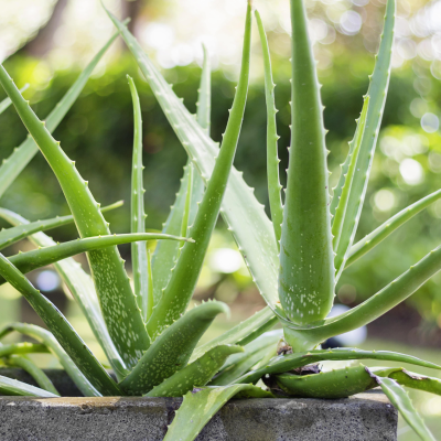 Aloevera