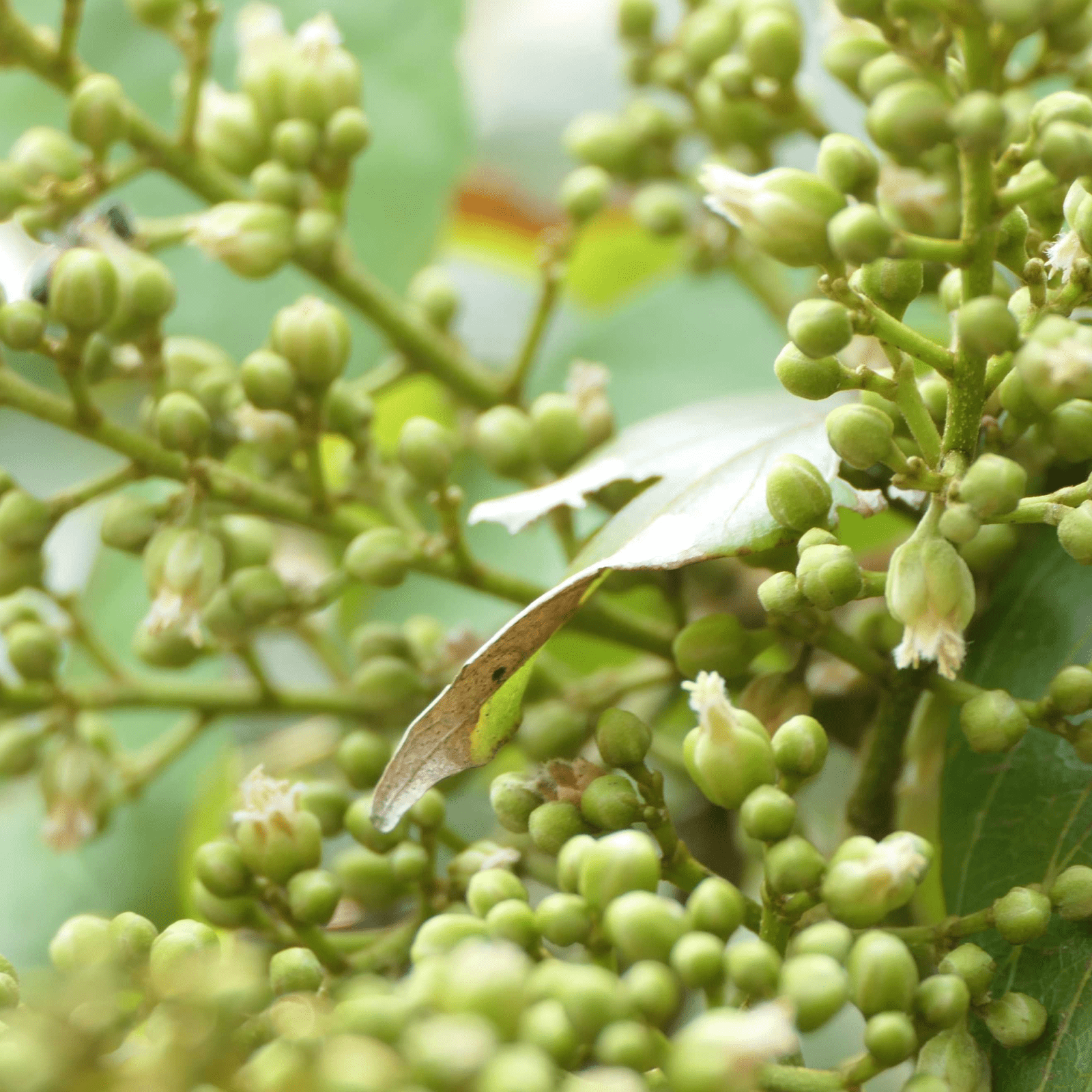 Aritha - Health N Wellness Shop