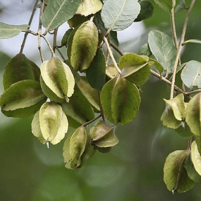 Arjuna Collection - Health N Wellness Shop