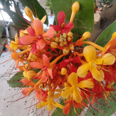 Ashoka - Health N Wellness Shop