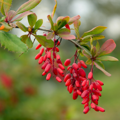 Berberine