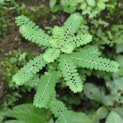 Bhoomi Amla - Health N Wellness Shop