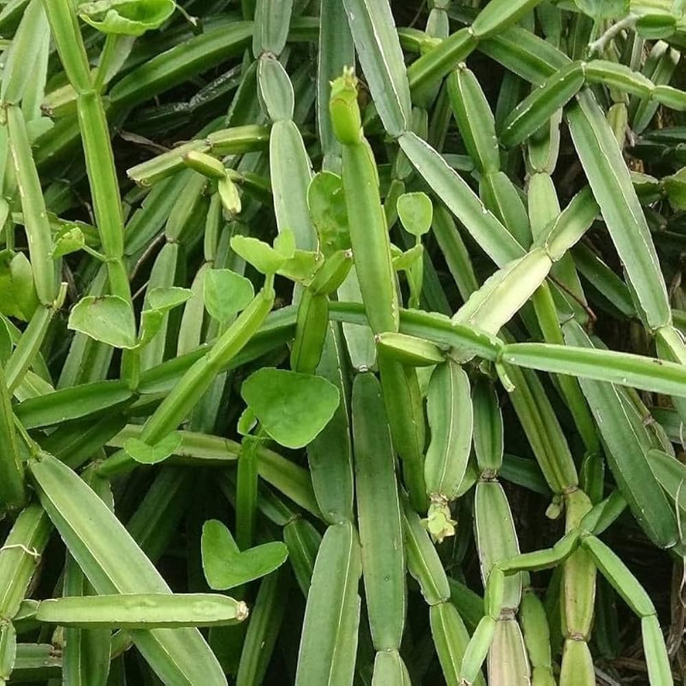 Cissus