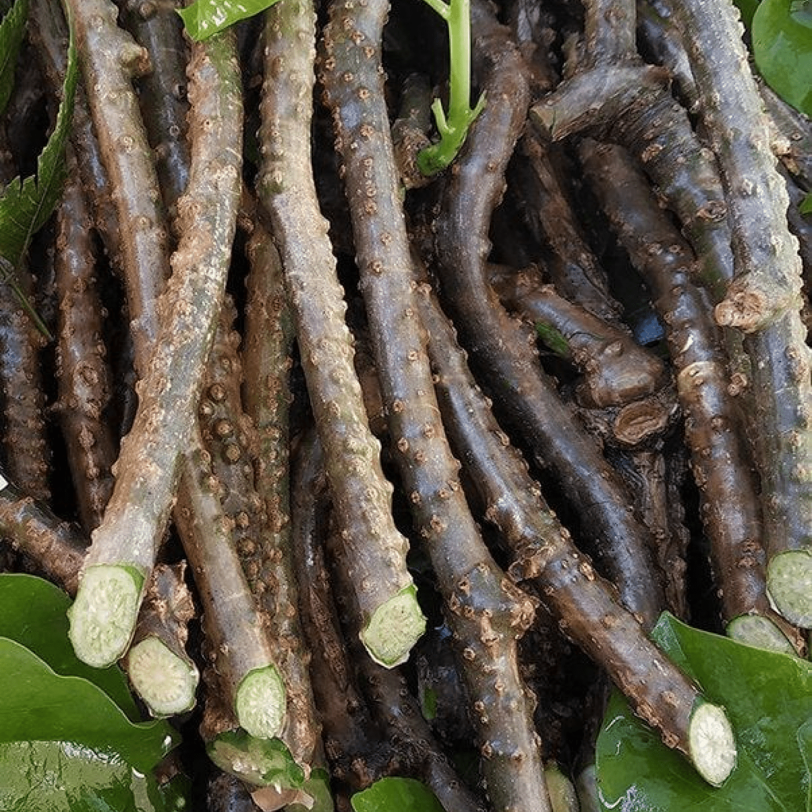 Guduchi - Health N Wellness Shop