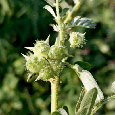 Gokharu - Health N Wellness Shop