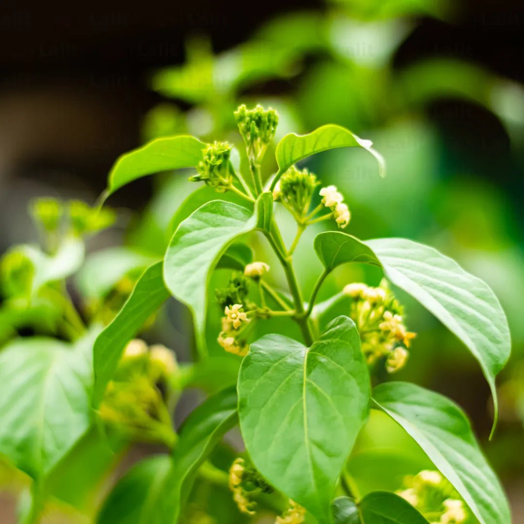 Gymnema - Health N Wellness Shop