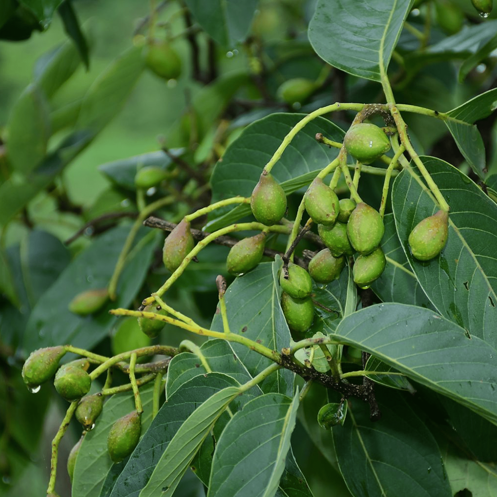 Haritaki - Health N Wellness Shop