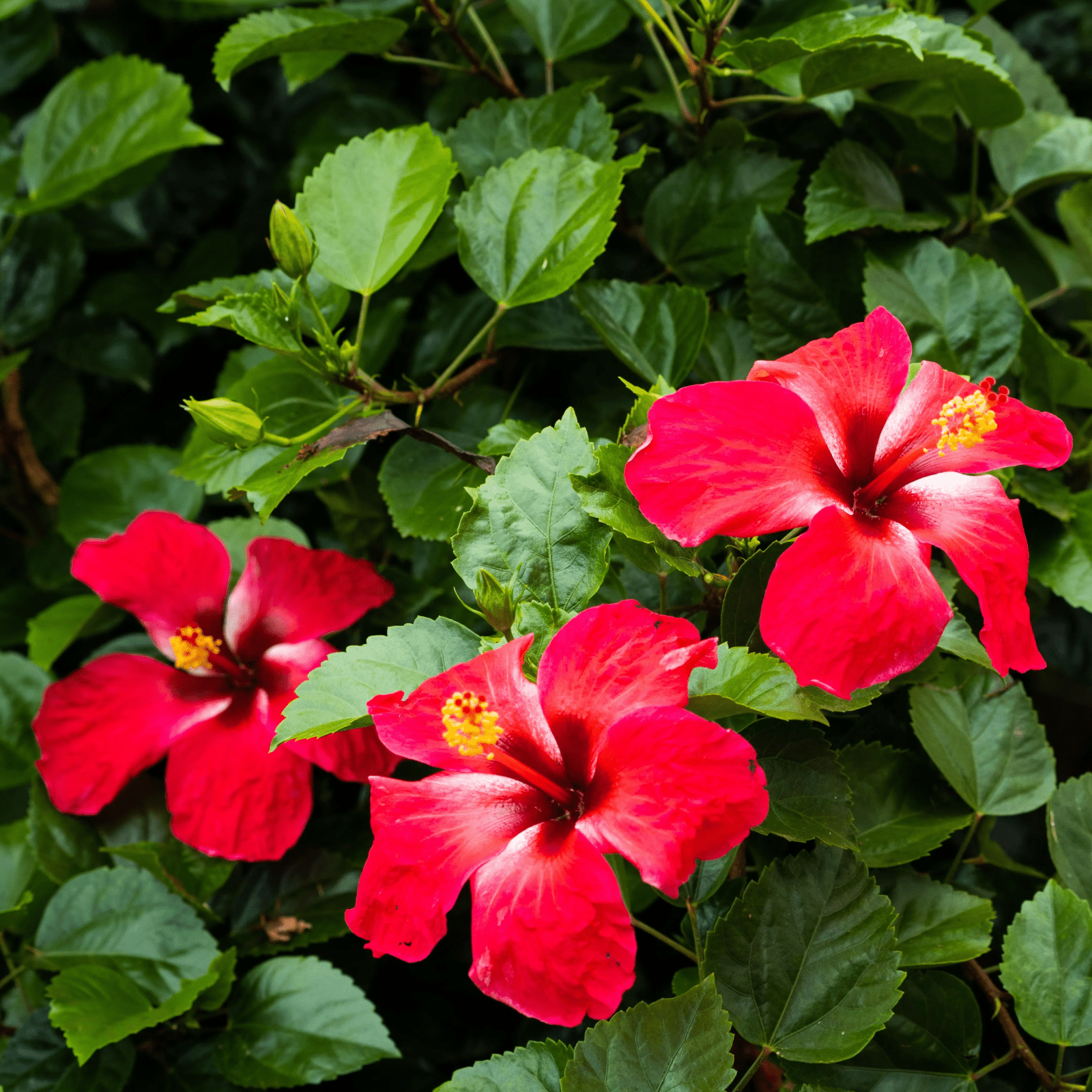 Hibiscus - Health N Wellness Shop