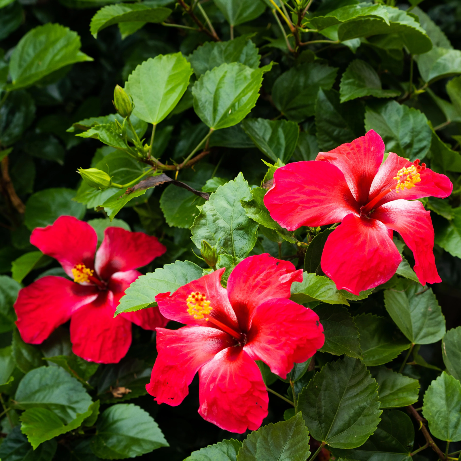 Hibiscus