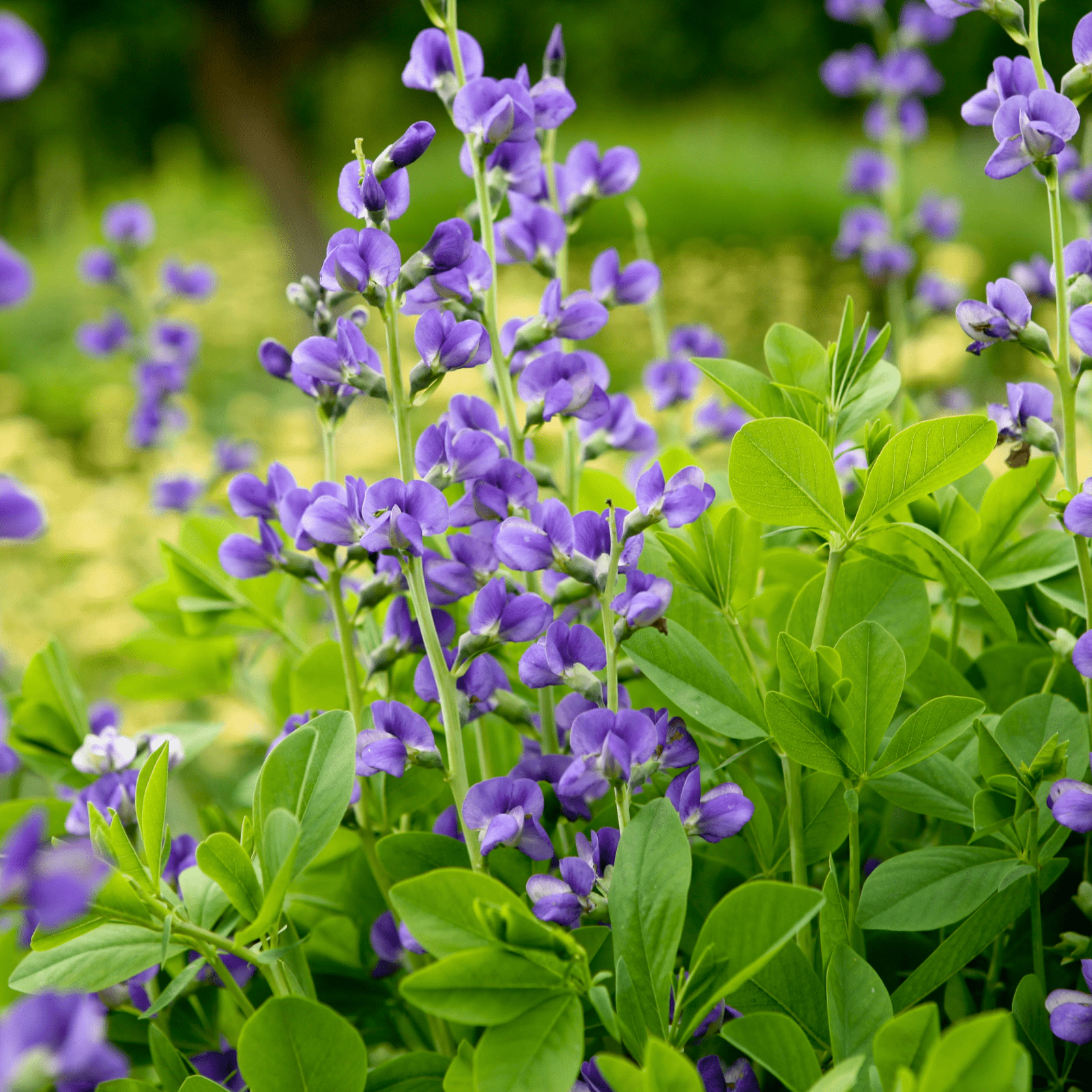 Indigo - Health N Wellness Shop