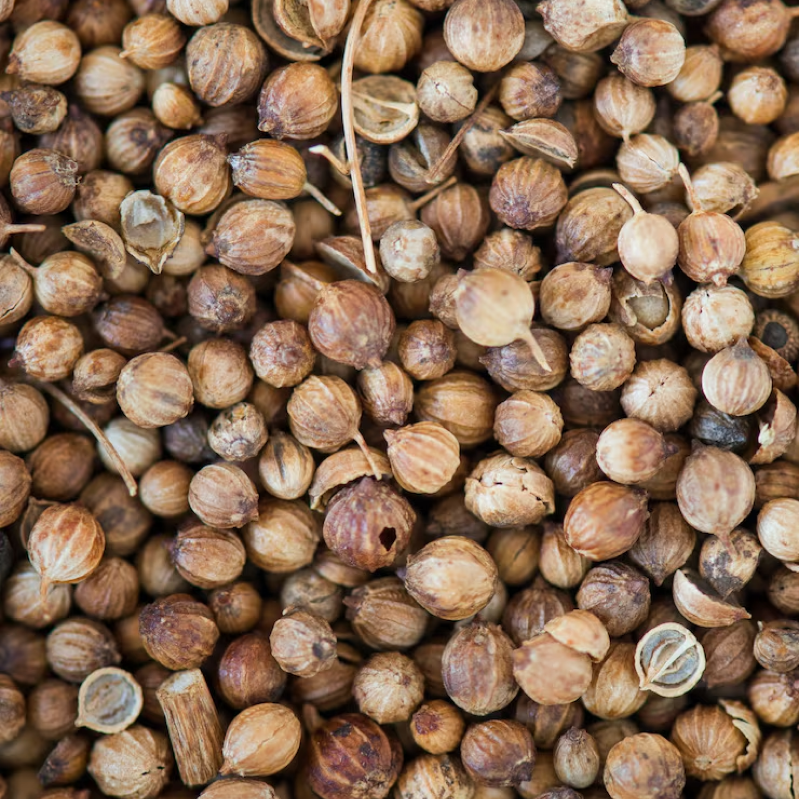 Jambul Seeds