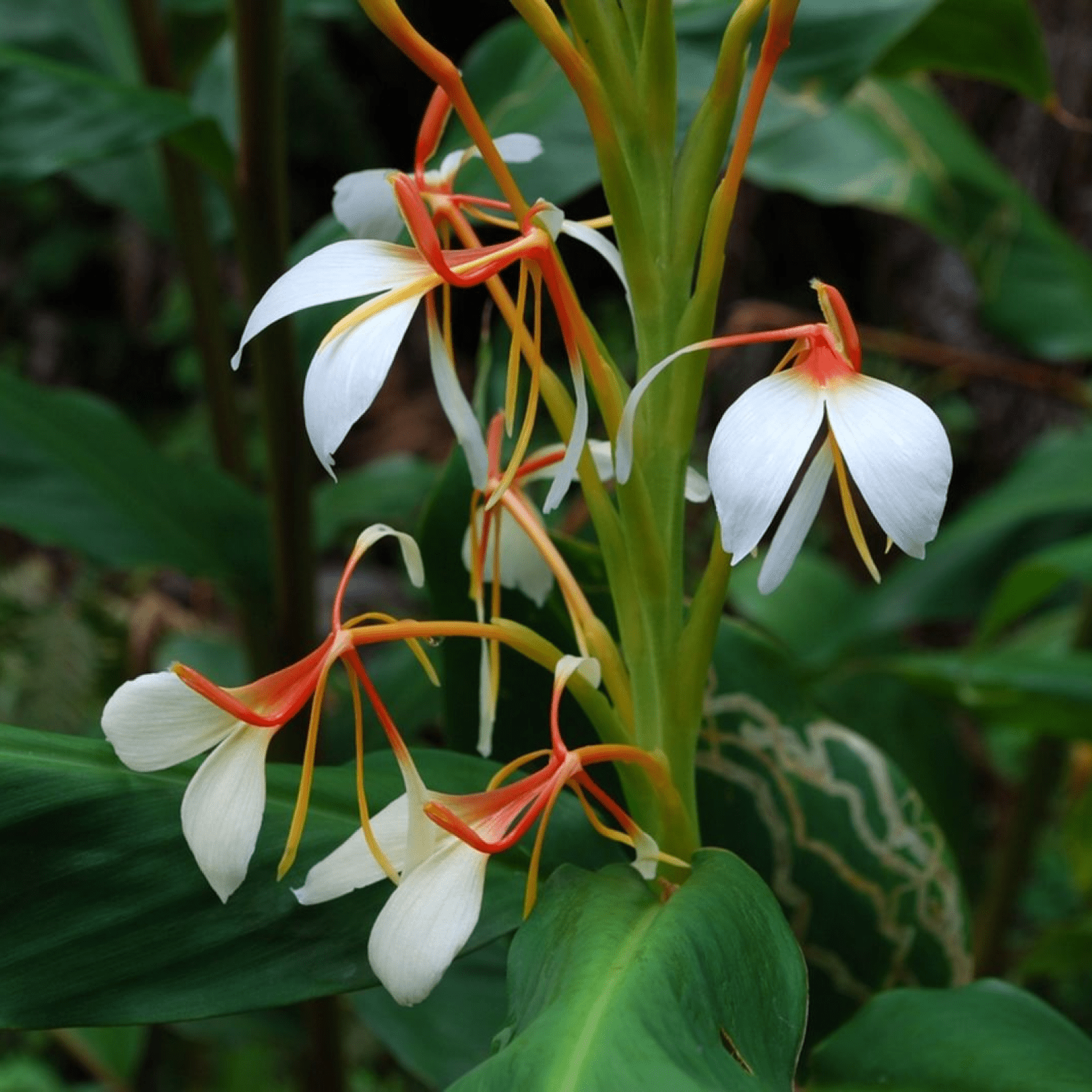 Kapoor Kachli - Health N Wellness Shop