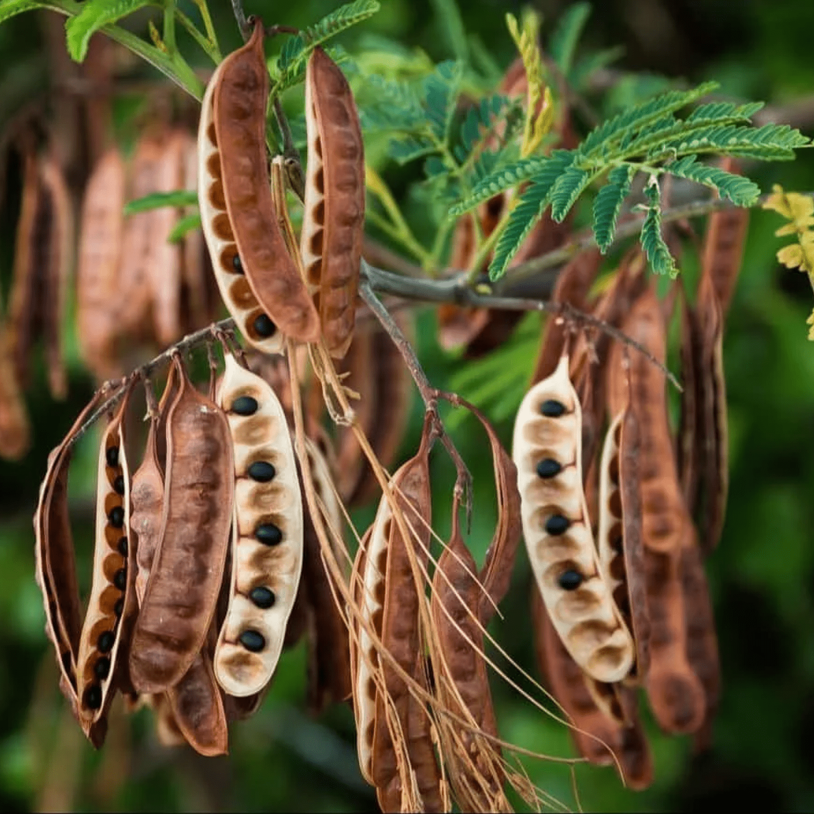 Katha - Health N Wellness Shop