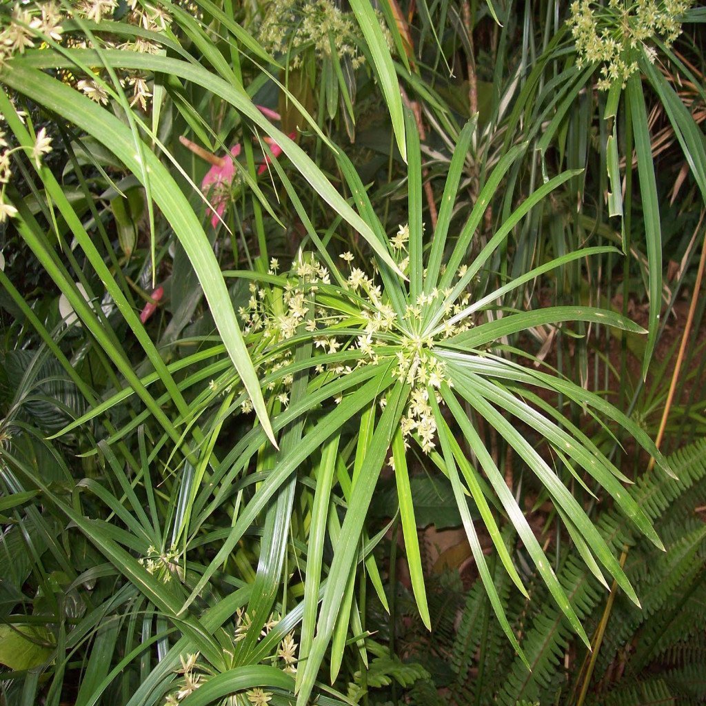 Nagarmotha - Health N Wellness Shop