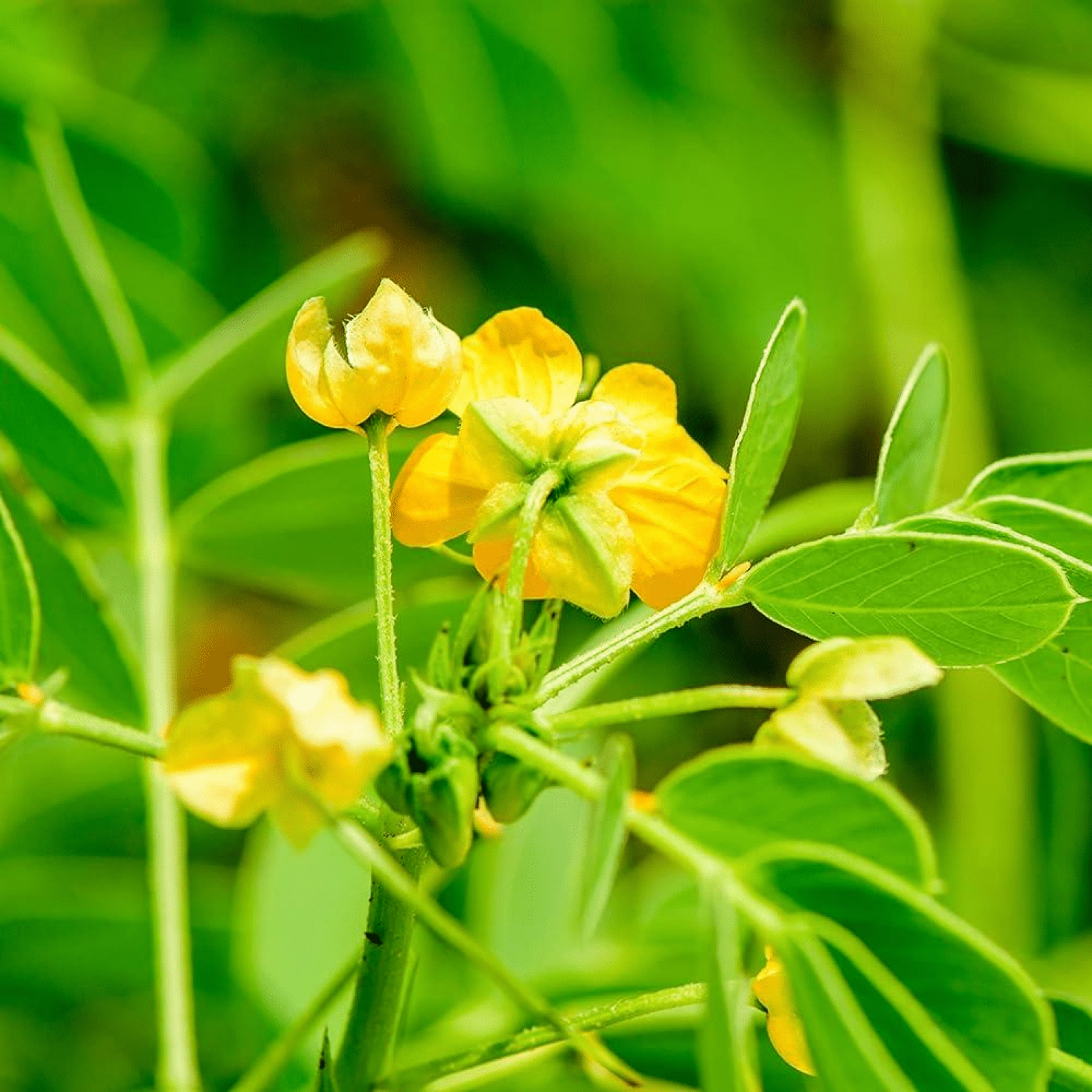 Neutral Henna - Health N Wellness Shop