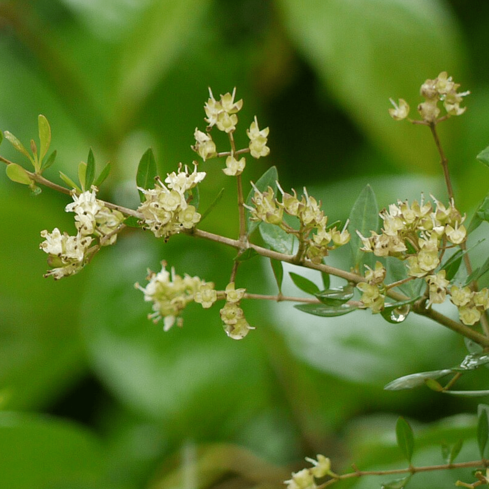 Natural Henna Collection - Health N Wellness Shop