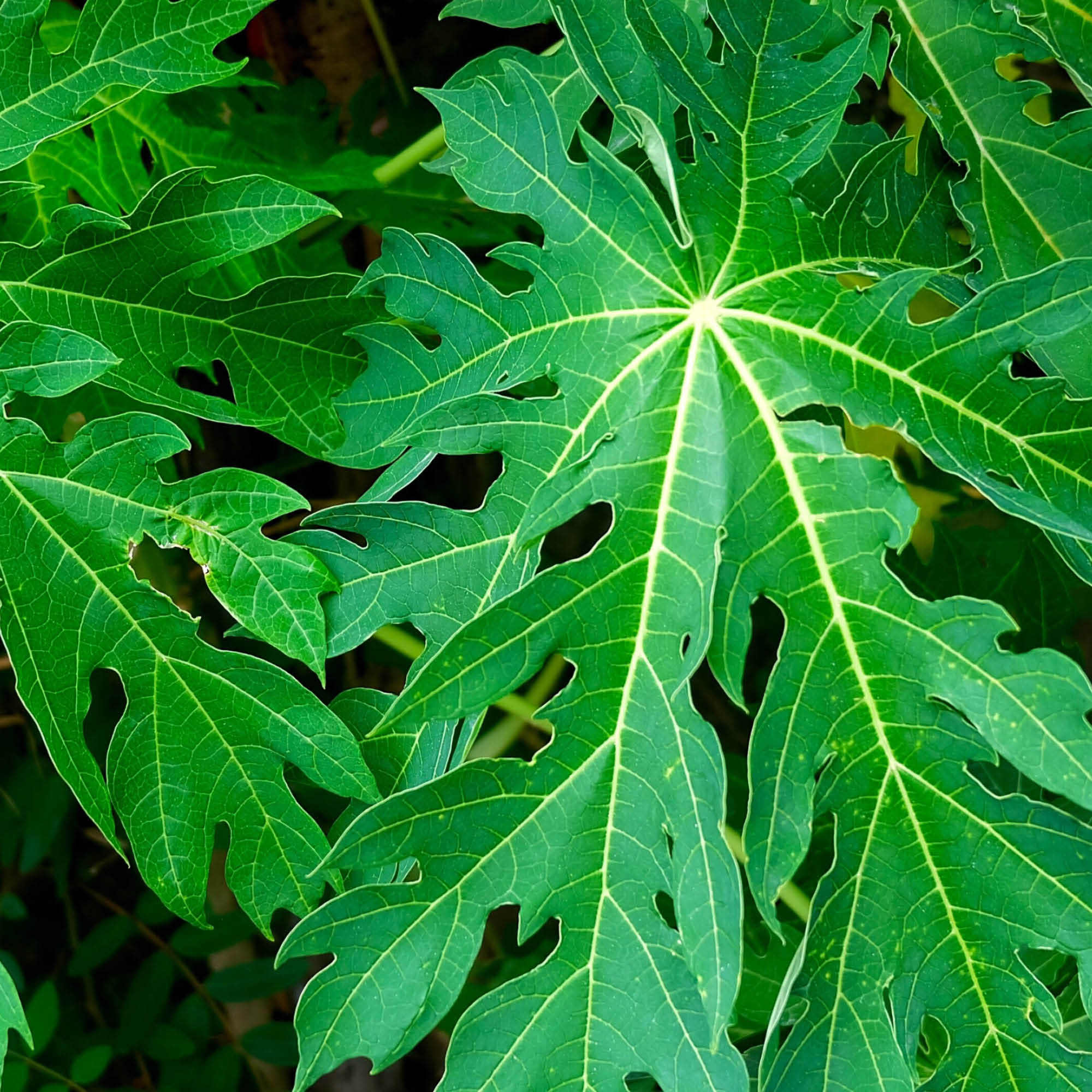 Papaya Leaves