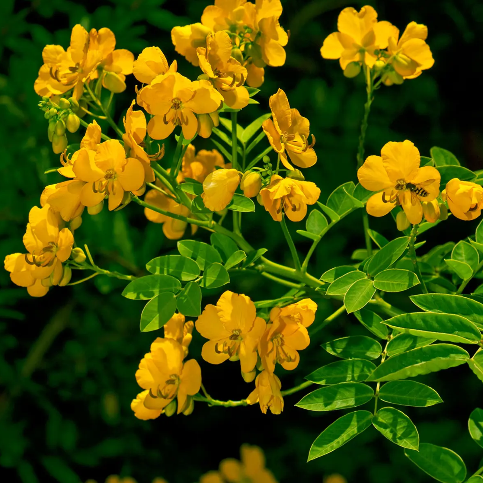 Senna