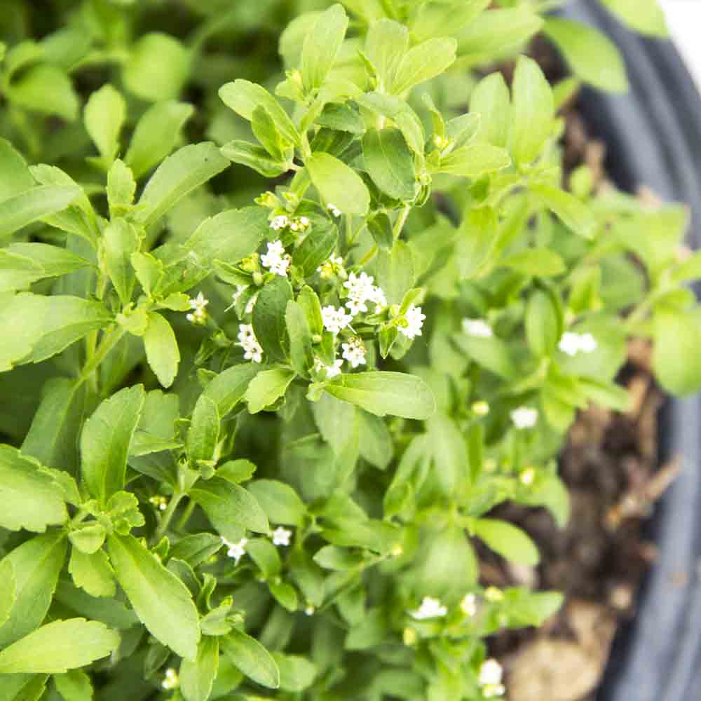 Stevia