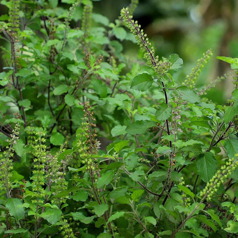 Tulsi