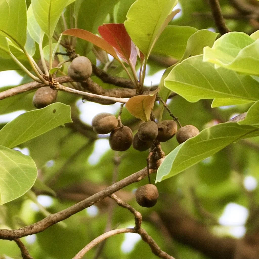 Vibhitaki