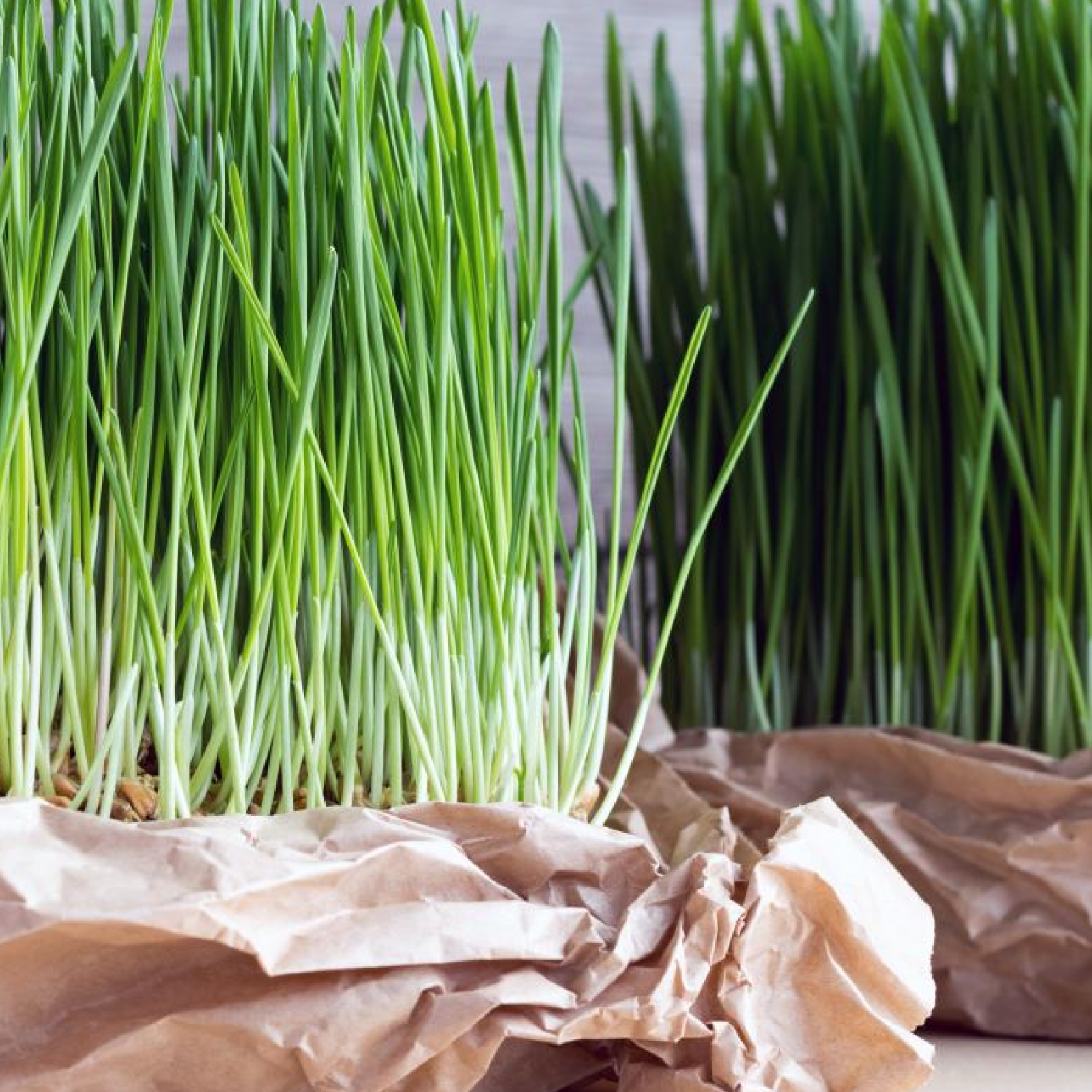 Wheatgrass