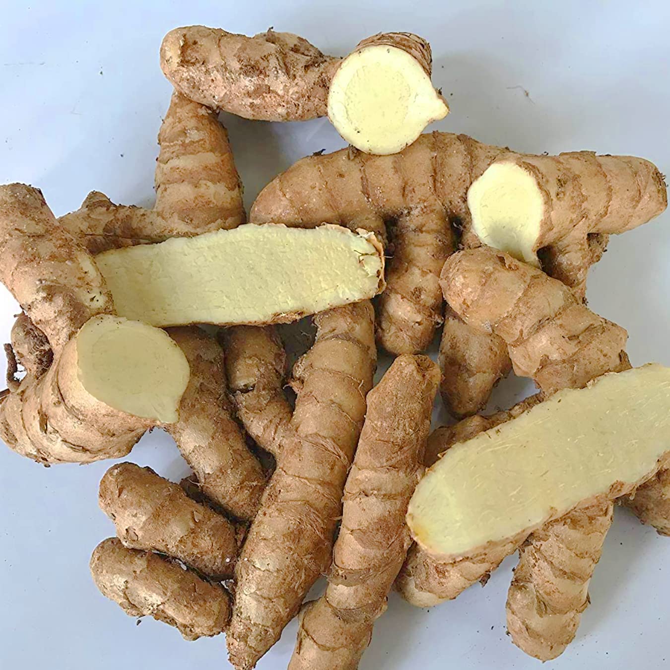 Wild Turmeric
