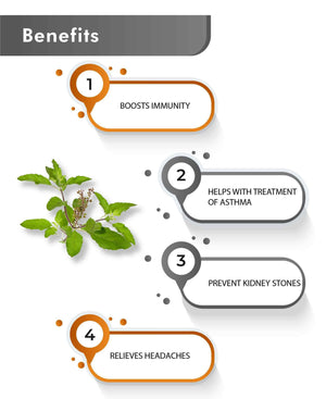 Natural organic holy basil (Tulsi) tablets for stress relief