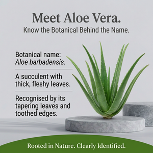 Aloe Vera botanical spotlight