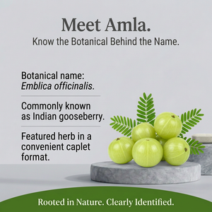 Amla botanical spotlight