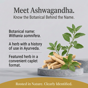 Ashwagandha herb spotlight without invented loose caplets