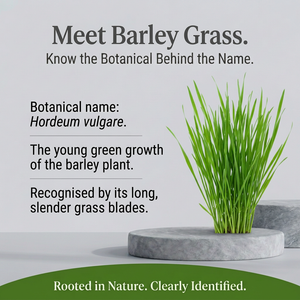 Barley Grass botanical spotlight