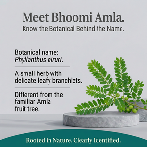 Bhoomi Amla botanical spotlight
