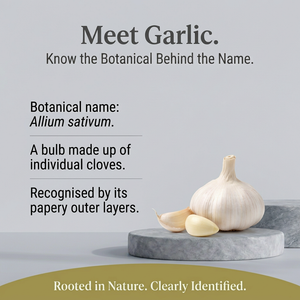 Garlic botanical spotlight