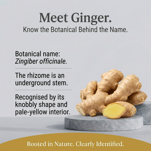 Ginger botanical spotlight