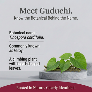 Guduchi botanical spotlight