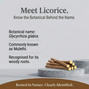 Licorice botanical spotlight