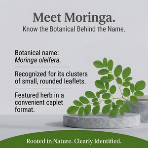 Moringa botanical spotlight
