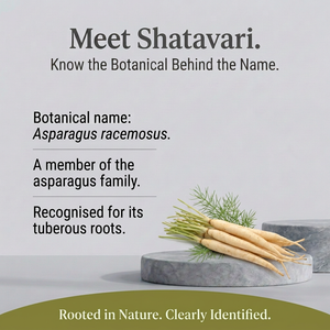 Shatavari herb spotlight with olive footer
