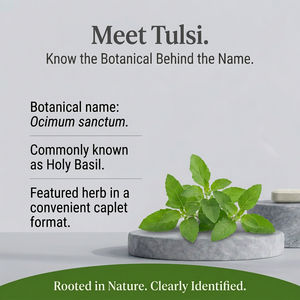 Tulsi botanical spotlight