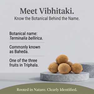 Vibhitaki botanical spotlight