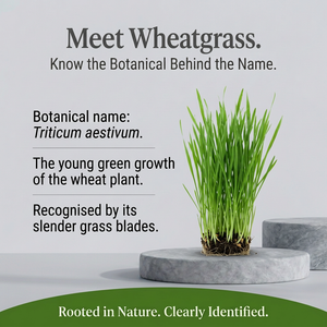 Wheatgrass botanical spotlight